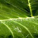 1673-rainforest leaf
